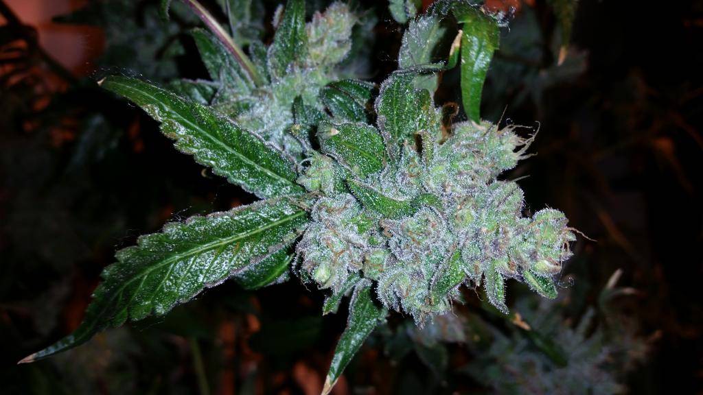 Blueberry Space Cake growing plant