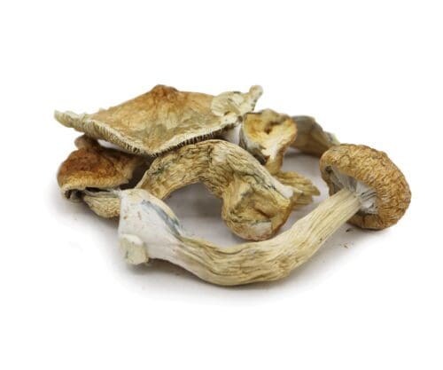 Golden Teacher Shrooms